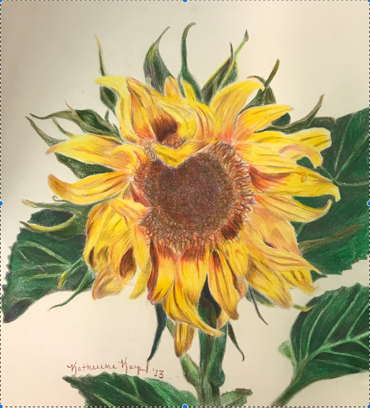 Becca's Sunflower